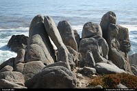 Pebble Beach : Ghost tree, coast along 17 mile drive between Carmel and Monterey. 