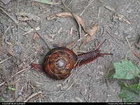 A colorful snail moving slowly on a trail