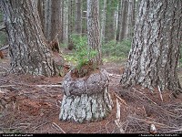 Photo by WestCoastSpirit |  Redwood tree, seed, forest