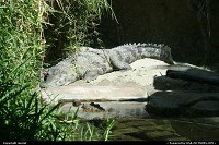Crocodile San Diego