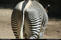 California, Now that's a nice butt :) Zebra at the San Diego Zoo.