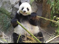 panda in the zoo of san diego