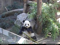 panda's meal zoo san diego
