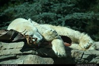 A polar bear napping after lunch in San Diego fantastic zoo. Just gorgeous!