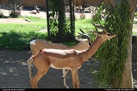 San Dimas : Des antiloppes au Zoo de San Diego