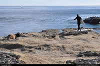 Go surfing at santa cruz california. check at the left a sea lion enjoying this sunny afternoon