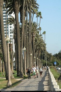 Palissade Park above the beach in Santa Monica. Home of numerous Palms and ... homeless. Very nice park, pretty view !
