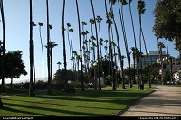 Palissade Park above the beach in Santa Monica. Home of numerous Palms and ... homeless. Very nice park, pretty view !