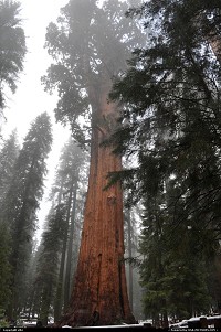 General Sherman is the name of a Giant Sequoia (Sequoiadendron giganteum) with a height of 83.8 metres (275 ft). As of 2002, the volume of its trunk measured about 1,487 cubic metres (52,513 cu ft), making it the largest known non-clonal tree by volume.[1] The tree is located in the Giant Forest of Sequoia National Park in the United States, east of Visalia, California. The tree is believed to be between 2,300 and 2,700 years old.[2][3][4] In 1879, it was named after American Civil War general, William Tecumseh Sherman, by naturalist James Wolverton, who had served as a lieutenant in the 9th Indiana Cavalry under Sherman. In 1931, following comparisons with the nearby General Grant tree, General Sherman was identified as the largest tree in the world. One upshot of this process was that wood-volume was widely accepted as the defining factor in establishing the world's largest tree.[5][6] In January 2006 the largest branch on the tree (seen most commonly, in older photos, as an 