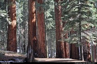 Sequoia national park: sequoia national park
