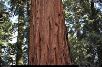 sequoia national park. find the squirrel, comment the pictures as member. If not, suscribe !!! 