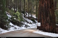 sequoia national park. giant forest
