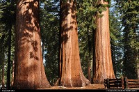 Sequoia national park. those face the museum