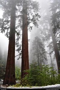 Photo by elki |  Sequoia Sequoia National park