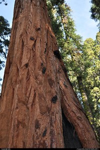Photo by elki |  Sequoia sequoia national park