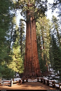 General Sherman is the name of a Giant Sequoia (Sequoiadendron giganteum) with a height of 83.8 metres (275 ft). As of 2002, the volume of its trunk measured about 1,487 cubic metres (52,513 cu ft), making it the largest known non-clonal tree by volume.[1] The tree is located in the Giant Forest of Sequoia National Park in the United States, east of Visalia, California. The tree is believed to be between 2,300 and 2,700 years old.[2][3][4] In 1879, it was named after American Civil War general, William Tecumseh Sherman, by naturalist James Wolverton, who had served as a lieutenant in the 9th Indiana Cavalry under Sherman. In 1931, following comparisons with the nearby General Grant tree, General Sherman was identified as the largest tree in the world. One upshot of this process was that wood-volume was widely accepted as the defining factor in establishing the world's largest tree.[5][6] In January 2006 the largest branch on the tree (seen most commonly, in older photos, as an 