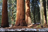 Sequoia national park: sequoia national park. giant forest