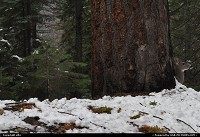 wildlife (deers ?) at sequoia national park 