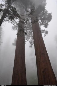 Sequoia National park