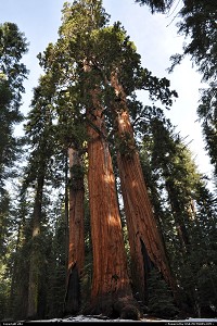 sequoia national park. 