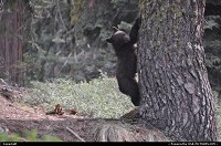 Sequoia, , CA, bear cub sequoia national park
