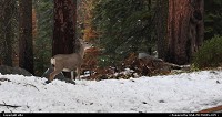 wildlife (deers ?) at sequoia national park 