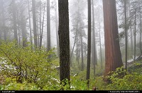 Photo by elki |  Sequoia Sequoia National park