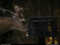Photo by WestCoastSpirit |  Sequoia deer, bbq