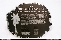 General Sherman' fact sheet in front of the massive tree. A gorgeous sequoia and nothing less than the largest living thing on earth!