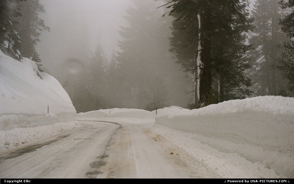 Picture by elki:  California Sequoia  snow, winter