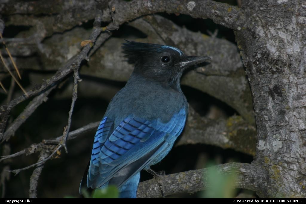 Picture by elki:  California Yosemite  jay, blue jay