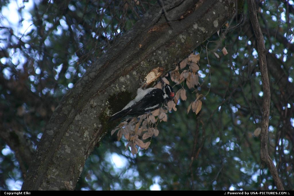Picture by elki:  Californie Yosemite  woodpecker