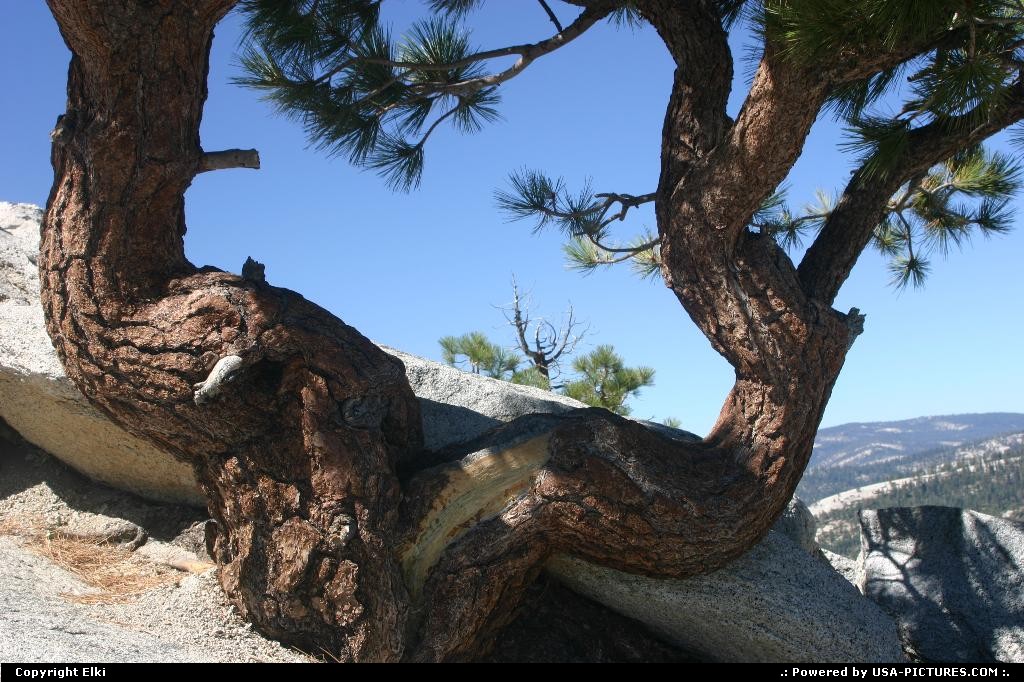 Picture by elki:  California Yosemite  pin tree, tree