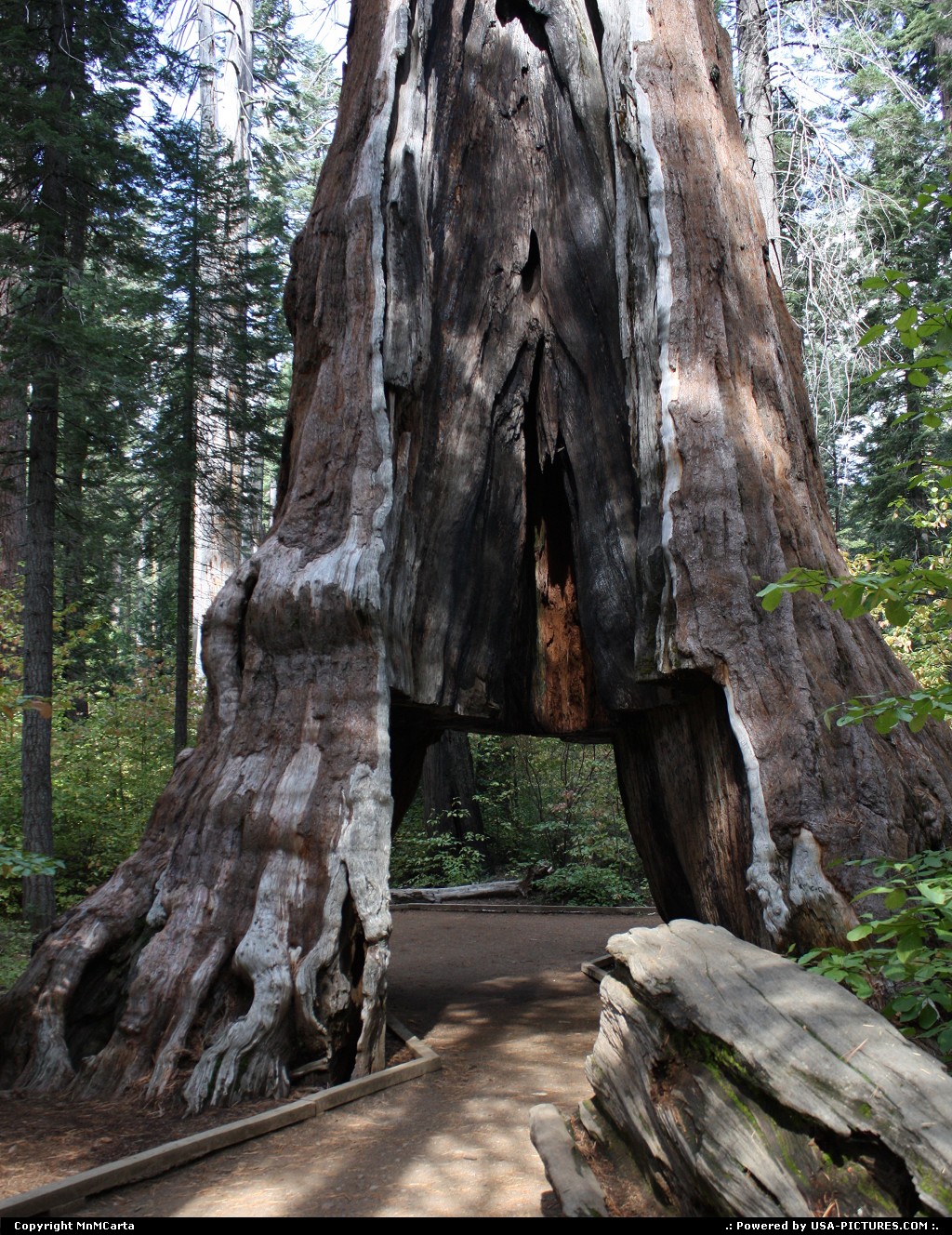 Picture by MnMCarta: Arnold California   Calaveras Big Trees State Park,nature,honeymoon,path,walk,woods