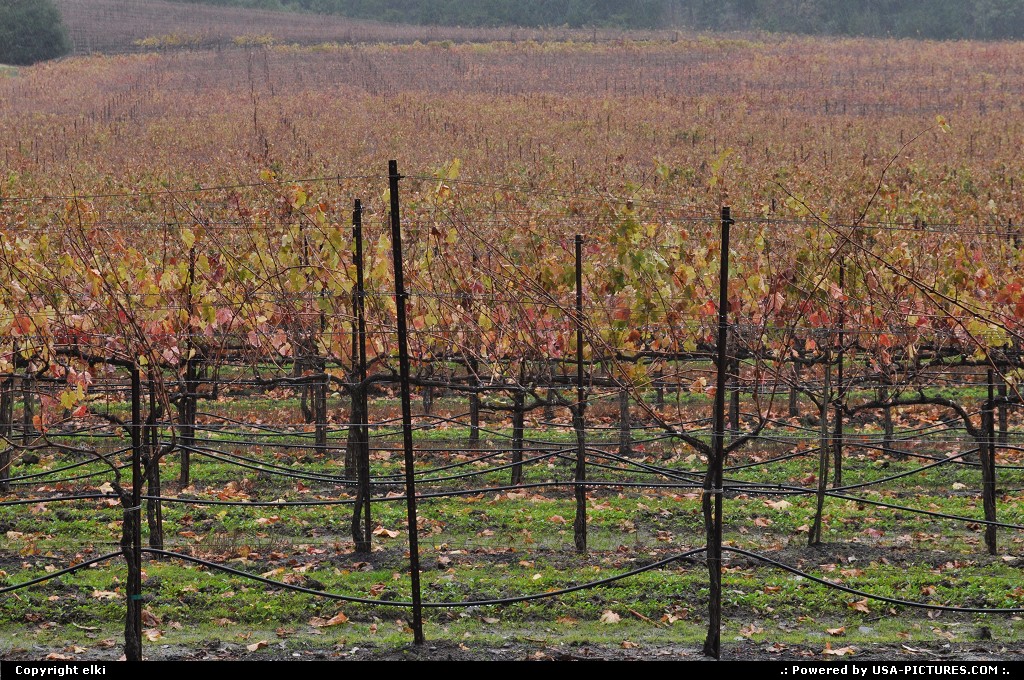 Picture by elki: Glen Ellen California   vineyard at jack london state park