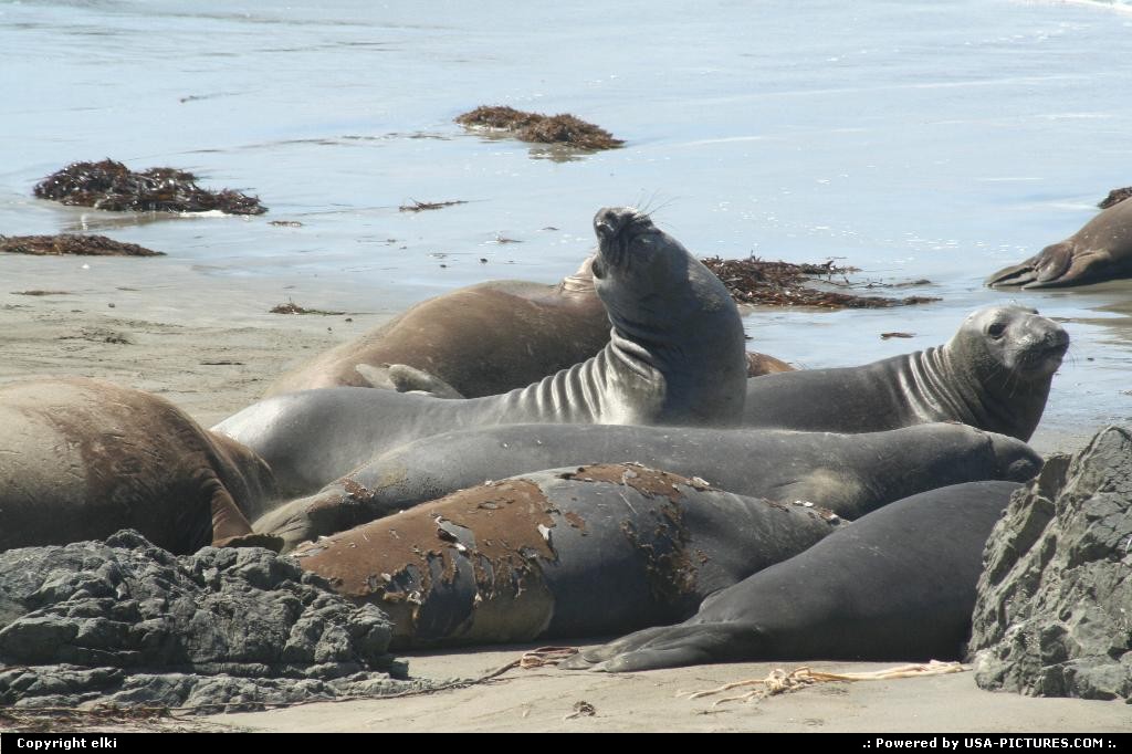 Picture by elki: Hors de la ville Californie   seal elephant california