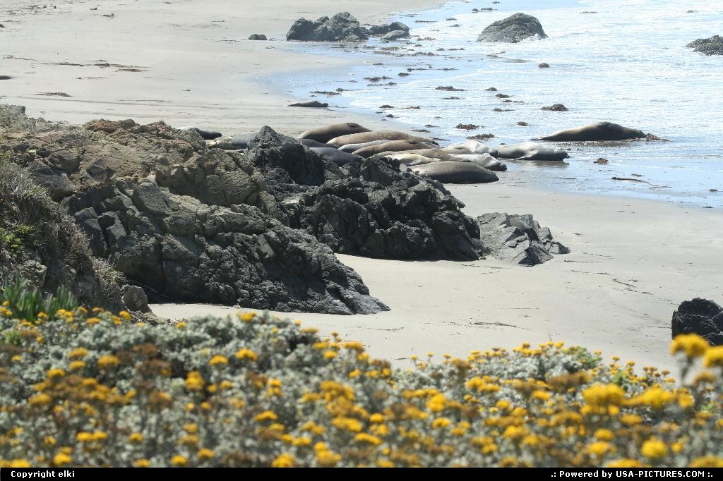 Picture by elki: Hors de la ville California   elephant seal route 1 california