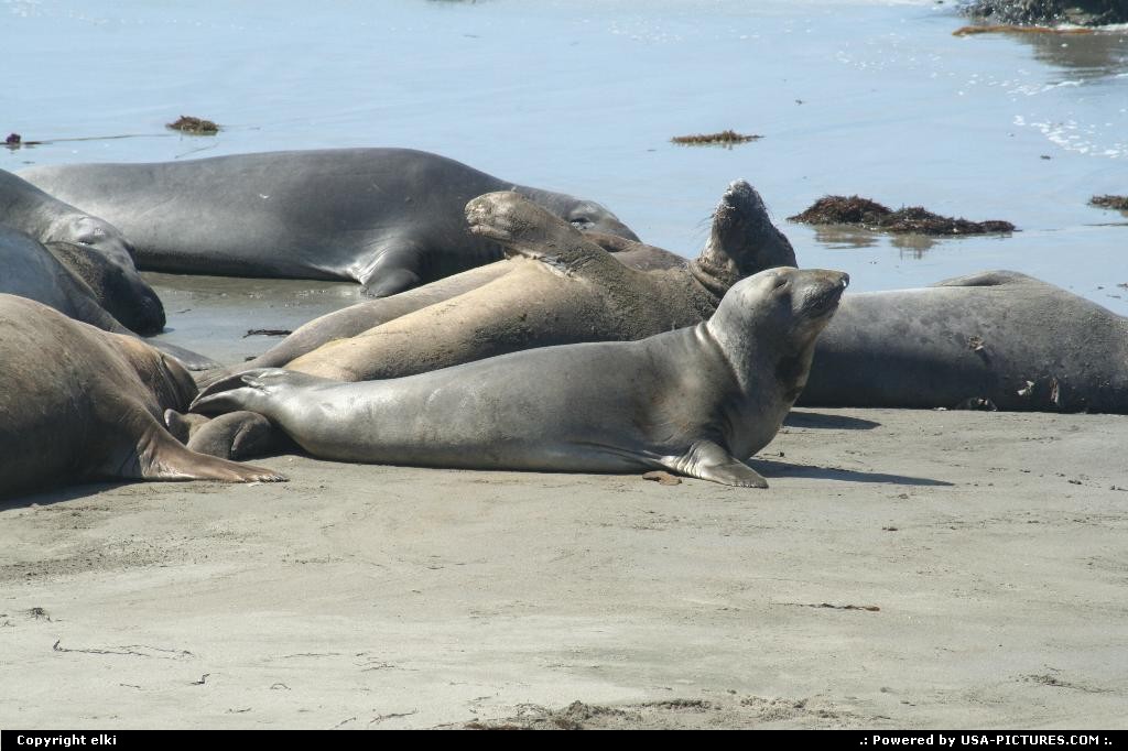 Picture by elki: Hors de la ville California   elephant seal california
