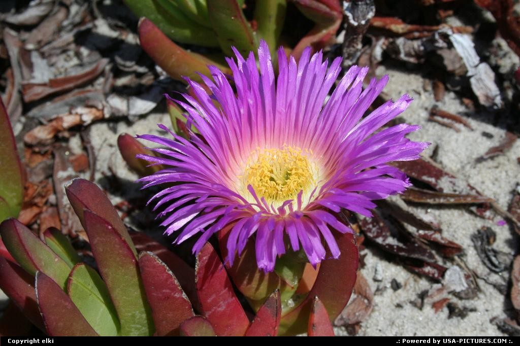 Picture by elki: Hors de la ville California   flower