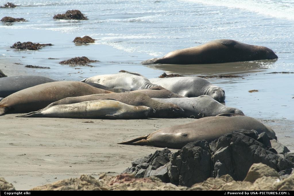 Picture by elki: Hors de la ville California   elephant seal