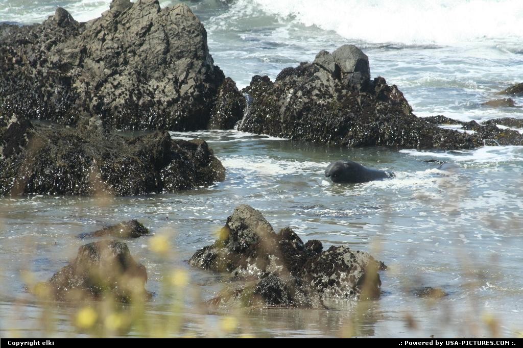 Picture by elki: Hors de la ville California   seal elephant california