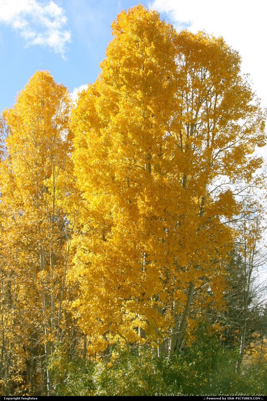 Picture by fongfotos: Lake Tahoe California   Fall Colors, California, Trees, Nature