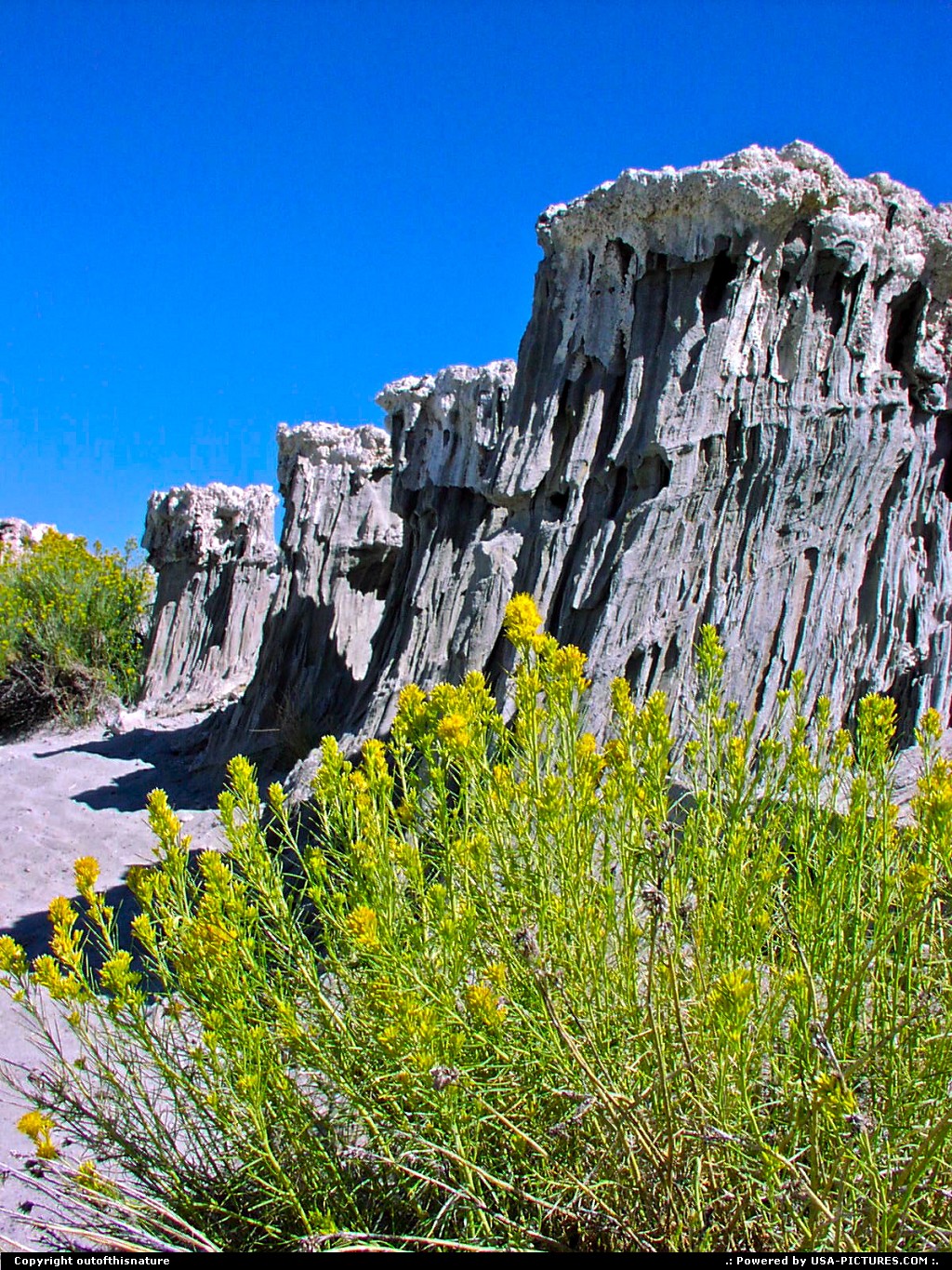 Picture by outofthisnature: Lee Vining California   Mono Lake, wild flowers