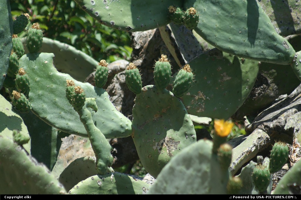 Picture by elki: Los Angeles California   cactus