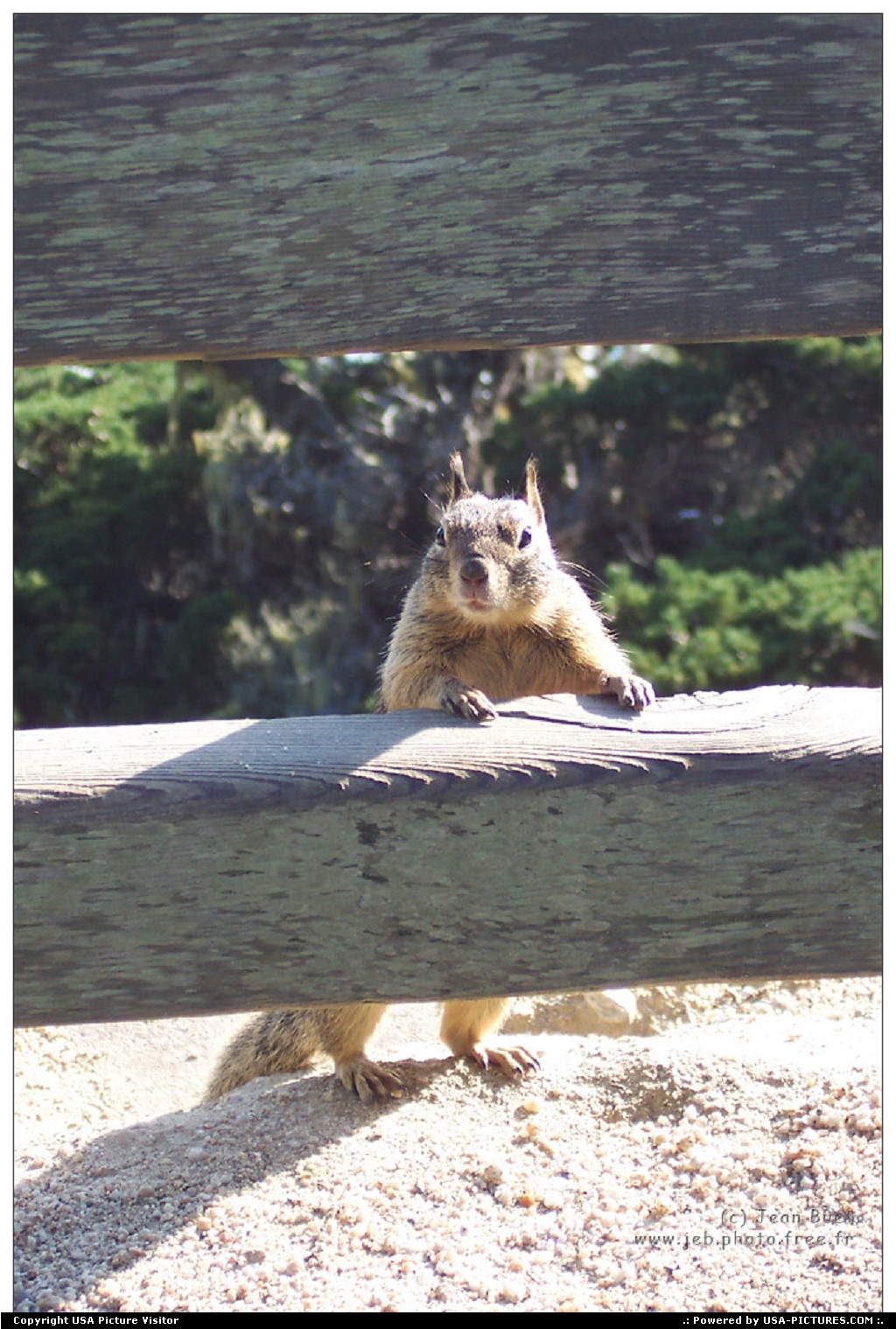 Picture by Jeb: Monterey California   squirrel