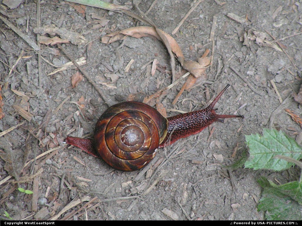 Picture by WestCoastSpirit:  California Redwood  snail, trail