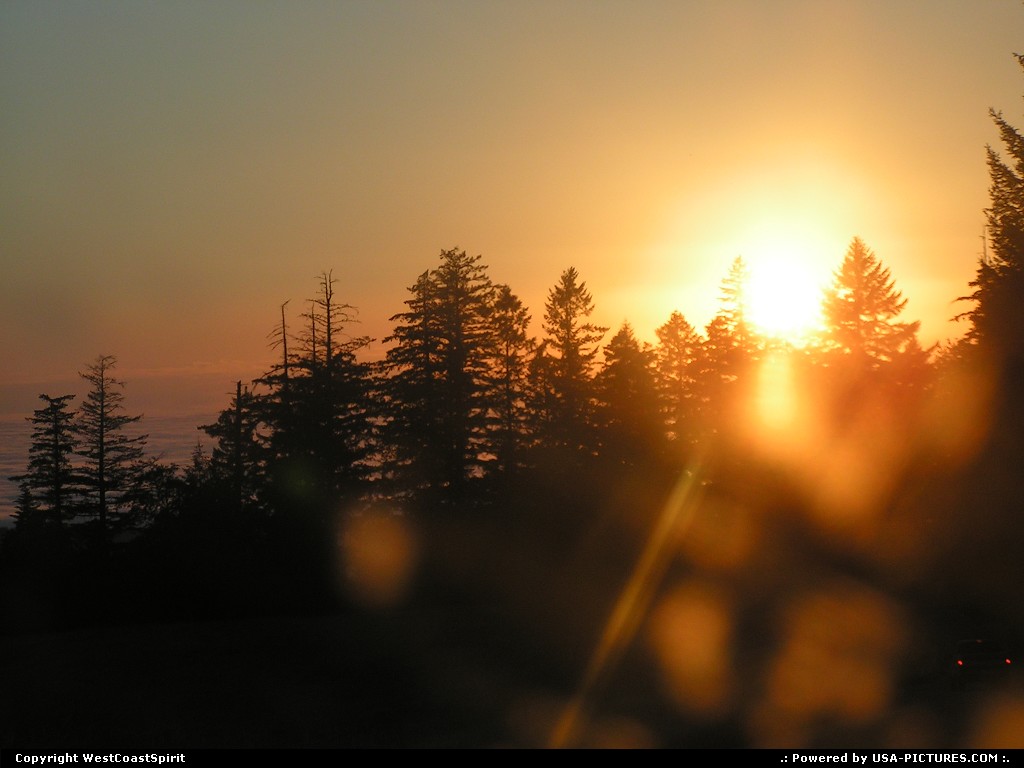 Picture by WestCoastSpirit:  California Redwood  sunset, forest