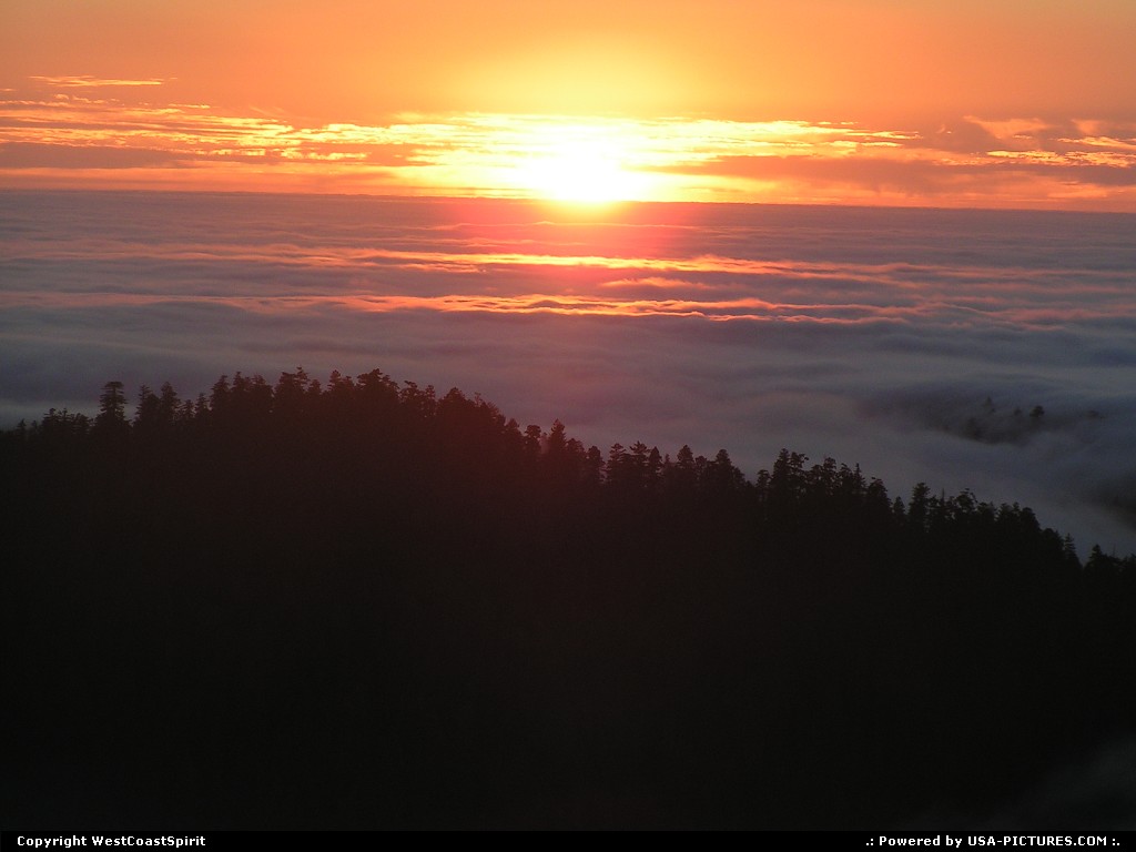 Picture by WestCoastSpirit:  Californie Redwood  coucher de soleil, foret