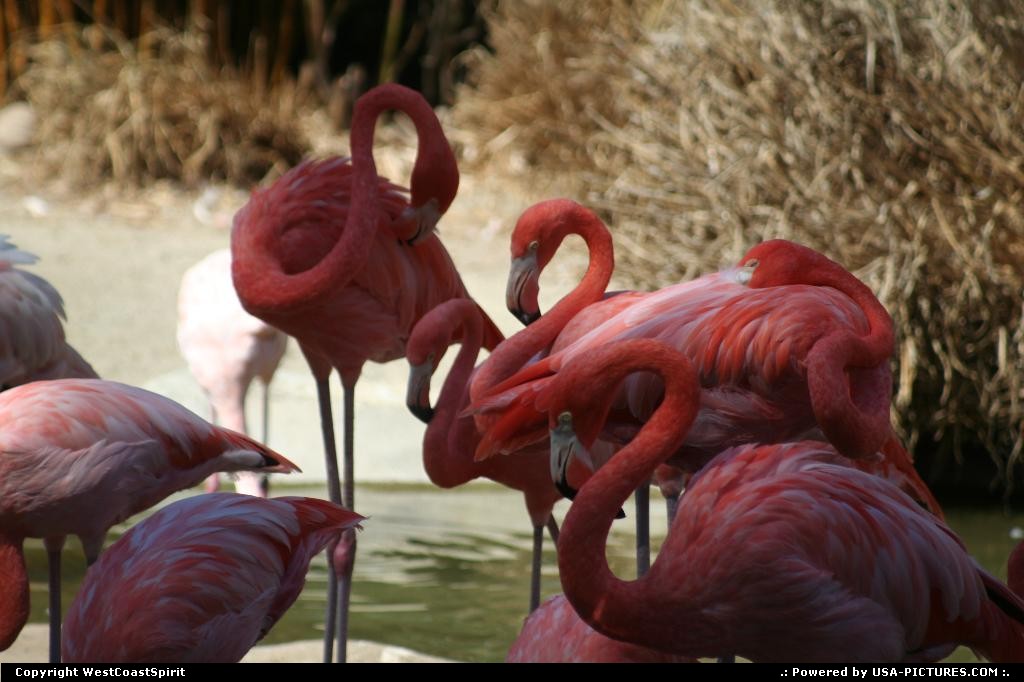 Picture by WestCoastSpirit: San Diego California   flamingo, zoo, animal, wildlife