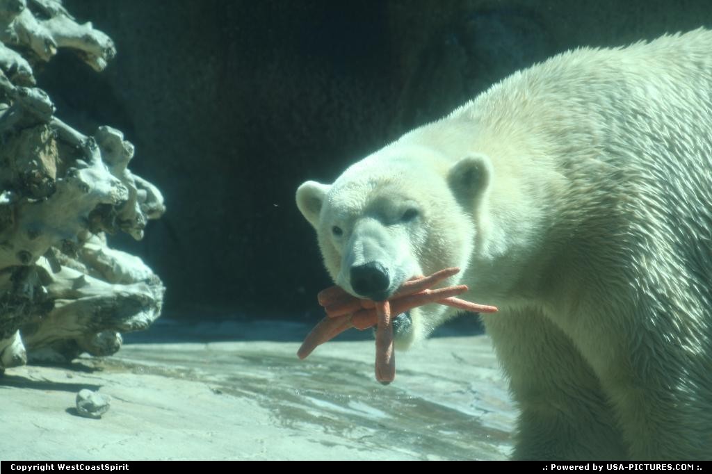 Picture by WestCoastSpirit: San Diego California   zoo, balboa, wildlife, bear, polar bear